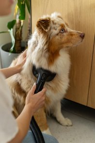 Ручний бездротовий пилосос Gorenje SVC259449NDCO (747439)