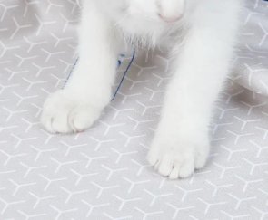 Підкладка PETKIT High Performance Cat Litter Pad ULTRA (P99035)