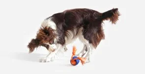 Фото: Інтерактивна електромеханічна іграшка Cheerble Wicked Ball Rolly Bright Orange (CWQ07O) № 8 | KTC
