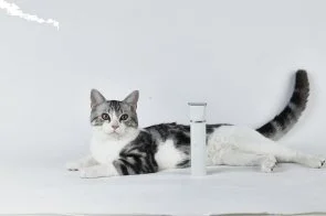 Фото: Тример PETKIT 2 in 1 Pet Trimmer Pro (PK413) № 15 | KTC
