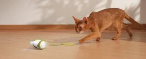 Фото: Інтерактивна розумна іграшка-мишка для котів Cheerble Wicked Mouse Green (CWJ03G) № 10 | KTC