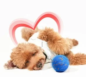 Фото: Інтерактивний розумний м'яч для собак Cheerble Wicked Ball Air Neo Royal Blue (CWQ09B) № 5 | KTC