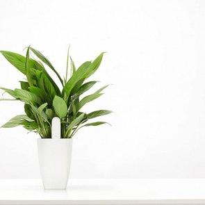 Датчик для рослин Xiaomi Smart Flower and Plant Monitor (YTC4008RT/HHCCSCY01HHCC)