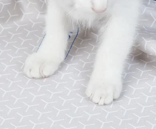 Підкладка PETKIT High Performance Cat Litter Pad ULTRA (P99035)